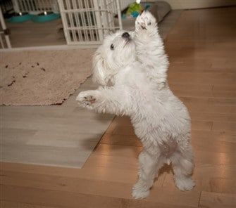 maltese-dog-standing-on-hind-feet